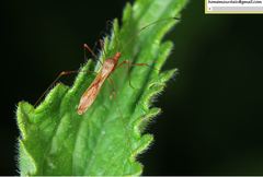 Metatropis longirostris