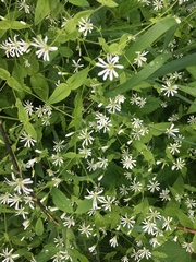 Stellaria nemorum