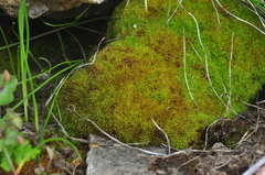 Amphidium californicum