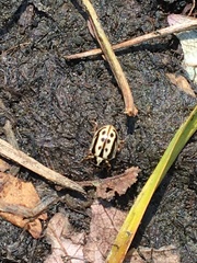 Anisosticta bitriangularis