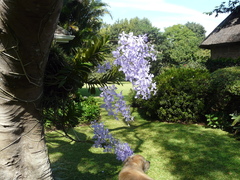 Vanda coerulea
