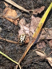 Anisosticta bitriangularis