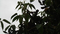 Heliangelus spencei