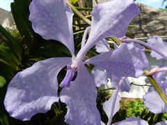 Vanda coerulea