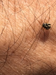 Anisosticta bitriangularis