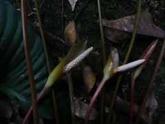 Anubias gracilis image