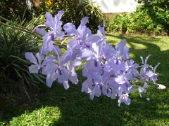 Vanda coerulea