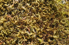 Homalothecium aureum