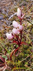 Gentianella tenuifolia