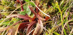 Gentianella tenuifolia