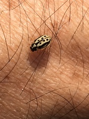 Anisosticta bitriangularis