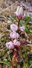 Gentianella tenuifolia