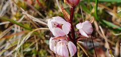 Gentianella tenuifolia