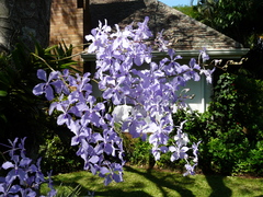 Vanda coerulea