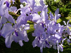 Vanda coerulea