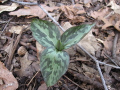 Trillium recurvatum