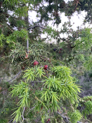 Juniperus oxycedrus