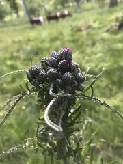 Cirsium palustre