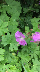 Geranium macrorrhizum