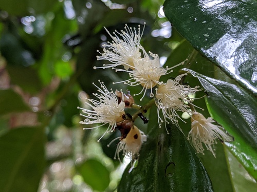 Syzygium johnsonii, 2020-06-01