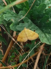 Camptogramma
