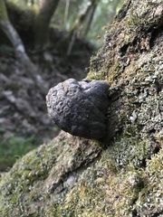 Fomes fomentarius