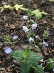 Veronica chamaedrys