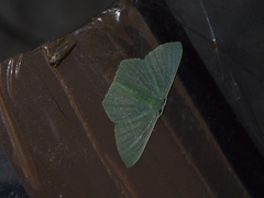 Pelagodes antiquadraria