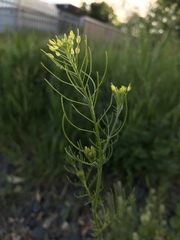 Sisymbrium altissimum