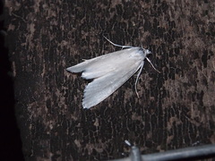 Scirpophaga