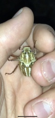 Anoxia australis
