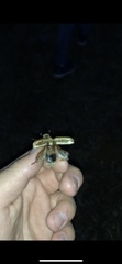 Anoxia australis