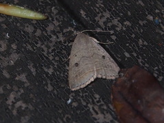 Bocula caradrinoides