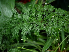Asplenium daucifolium