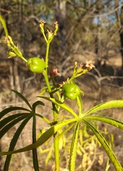 Jatropha spicata