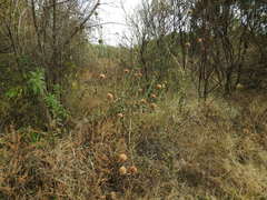 Leonotis nepetifolia nepetifolia