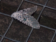 Polyphagozerra coffeae