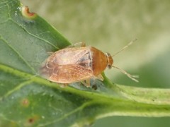 Agnocoris