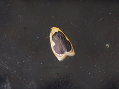 Pseudoblabes oophora