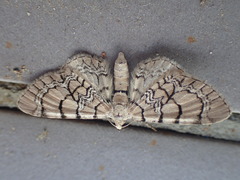 Eupithecia venosata