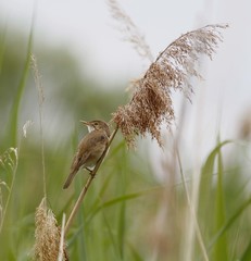 Acrocephalus scirpaceus