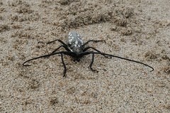 Batocera lineolata