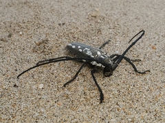 Batocera lineolata