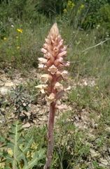 Orobanche amethystea amethystea