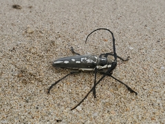 Batocera lineolata