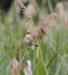 Acrocephalus scirpaceus