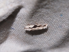 Erechthias atririvis