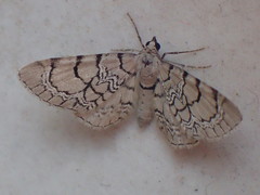 Eupithecia venosata