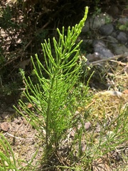 Equisetum arvense
