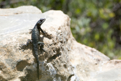Sceloporus minor